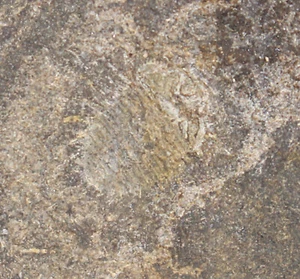 Trilobit, Miraspis mira, Silur, Wenlock, Lodenice, Repubblica Ceca -c526 - Foto 1 di 4