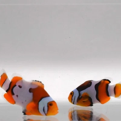 Nebulosa Bali Negro Picasso Payaso Par WYSIWYG J06 Foto 1 de 2