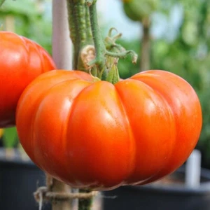 Cuostralee | Heirloom Tomato Seeds | Organic | Rare | French Variety - Picture 1 of 1