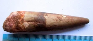 Spinosaurus dinosaur tooth, fossil Morocco, 70mm, genuine certified - Foto 1 di 3