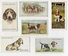 Basset Hound Collection Of Vintage Dog Cigarette & Trade Cards