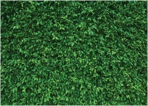 LYWYGG 7x5FT Green Leaves Photography Backdrop Jungle Clear - Picture 1 of 6