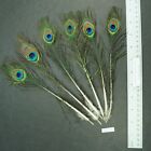 Six 9.5" to 11" Whole India Blue Peacock Small Eye Sticks  Lot-SF-11