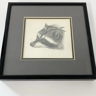 Vintage Raccoon Pencil Drawing Black Frame With Glass Wildlife Art 6.5" x 6.5" - Image 1 of 4
