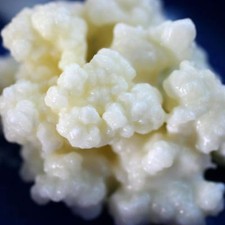 1 tsp Live Organic Milk Kefir Grains + Instructions (Free Shipping)
