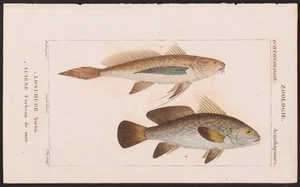 Turpin 1816 antiker handkolorierter Druck: Croaker & Trommel, Meeresleben, Fische - Bild 1 von 2