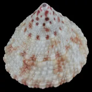 TROCHUS MACULATUS rosa (Nocnocan Isl., Philippinen) 23,2 mm #40018 - Bild 1 von 4