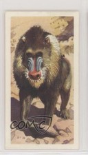 1962 Brooke Bond African Wild Life Tea African Wild Life #4 1i3