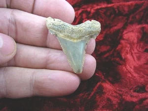 (s222-6) 1-1/2" Fossil MEGALODON Shark Tooth Teeth JEWELRY sharks specimen SC - Picture 1 of 1