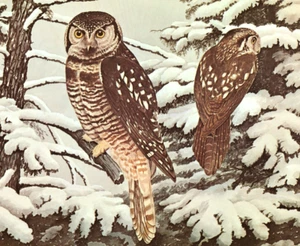 1968 Vintage Print Hawk Owl Bird Birds Art Home Trees Tree Snow Forest Owls - Picture 1 of 5
