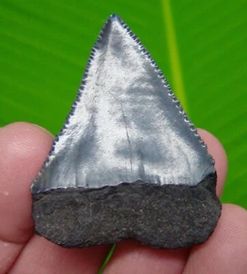2.02 “ GREAT WHITE Shark Tooth Real Fossil - South Carolina River Find - Picture 1 of 3