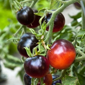 Svart Tomate - Azul Negro Tomate - 10+ Semillas - Semillas - Semillas - ¡RARO... - Imagen 1 de 2