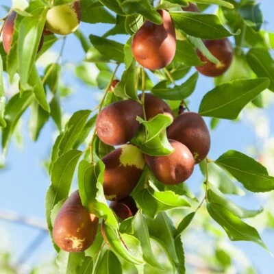 US Farm EXTREMELY Sweet 10 HONEY JAR JUJUBE TREE SEEDS CHINESE DATE. - Image 1 of 3