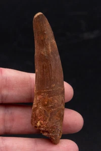  Spinosaurus Dinosaur Tooth    2.89”             1744 - Picture 1 of 2