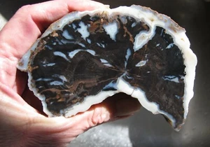 Stunning * Blue Forest Petrified Wood * 15.4 oz. * Bug Paths * - Picture 1 of 11