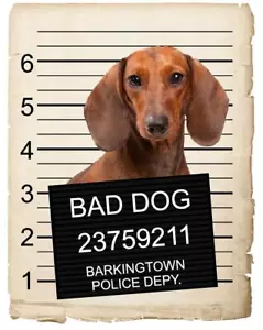 Dachshund Mugshot Bad Dog Fridge refrigerator Car Magnet - Foto 1 di 6
