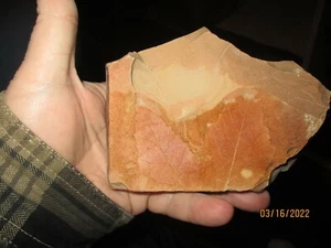 2 Blatt Fossilc in Schlammstein 1,5" breit 2,5" lang (Nebeneinander) Stein 6" x 4" - Bild 1 von 2