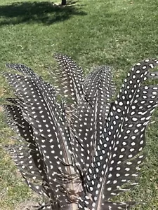 Beautiful Guinea Feathers FREE SHIPPING - Picture 1 of 5