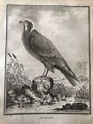 Falkenjagd, Ornithologie 1780 Buffon “Abuzzago”