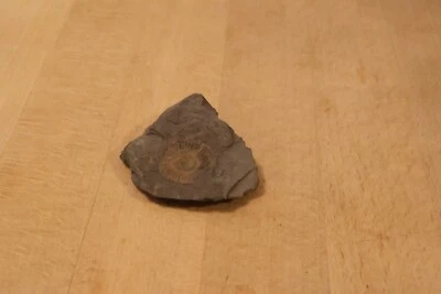 Fossil Schnecke in Poseidonschiefer aus Holzmaden  - Bild 1 von 3