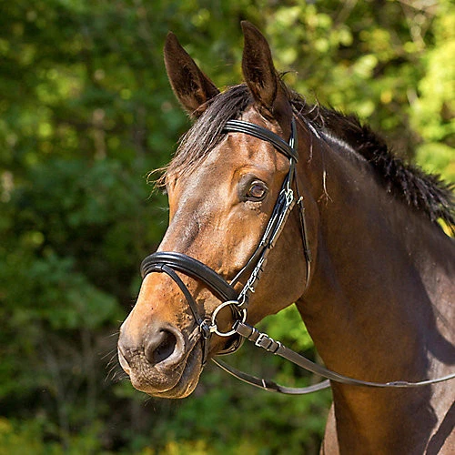 Shires Avignon Aspen Bridle - Image 1 of 1