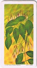 Brooke Bond Red Rose Tea Card #48 White Ash Trees Of North America