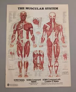 Vtg Bachin Anatomical Chart - Muscular System - 1986 Poster 14.5 x 11 - Soma Ad - Picture 1 of 14