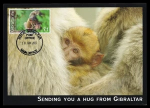 GIBRALTAR 2023 Maximum Card - Wildlife, Barbary macaque, Macaca sylvanus, mono - Picture 1 of 2
