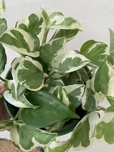 Pothos - Njoy - Pearls N Joy Full Plant - Picture 1 of 3