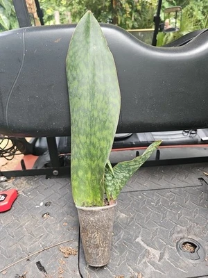 3 In 1 XL Sansevieria Masoniana Whale Fin Snake Plant 20" rooted  5" Wide 2 Pups - Image 1 of 4