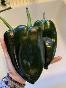 25 Ancho Poblano Chili Pepper Seeds Mexican Heirloom NON-GMO Organic Us Salsa - Picture 1 of 5