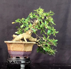 SHOHIN BONSAI melograno nano Dwarf Pomegranate Zwerg Granatapfel Punica Granatum - Imagen 1 de 4