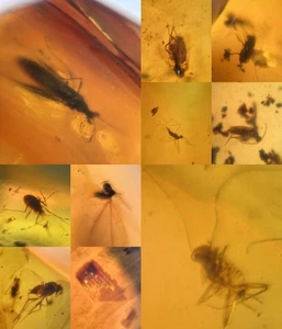 10 pieces authentic Myanmar insect Amber specimen fossil dinosaur age 8.11-20 - Picture 1 of 12