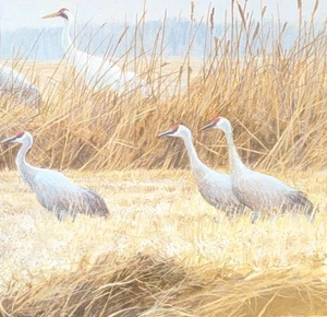 Robert Bateman SANDHILL CRAINS Vintage Wildlife Book Plate Art Print 13 - Picture 1 of 4