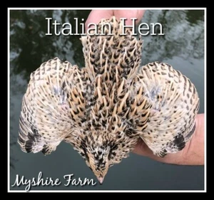 50+ GOLD Coturnix Hatching Eggs By Myshire! Includes Italian + Golden Manchurian - Picture 1 of 12