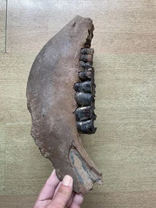 1900g Ice Age mammal jaw tooth specimen Pleistocene - Picture 1 of 24