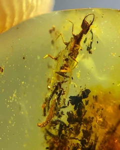 Burmite Fossil Cretaceous amber unknown insect Burmese Fossil amber Myanmar - Bild 1 von 8