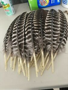 30pcs.Eastern Wild Turkey secondary Wing Feathers 9 to 15"