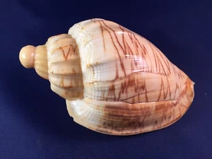 Schnecke M118 - Livonia roadnightae - Volutidae  - Zdjęcie 1 z 4