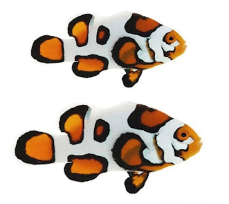 Paquete de 2 Cascos Picasso Percula Pez Payaso - Diseñador Acuario de Agua Salada Peces Vivos Foto 1 de 1