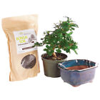 Fukien Tea Bonsai Tree Live Kit Pot It Yourselfer Carmona Microphylla Indoor 6
