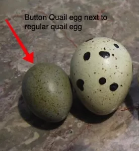 10 infertile small Button quail eggs for feeding egg eating Snakes and Reptiles - Picture 1 of 4