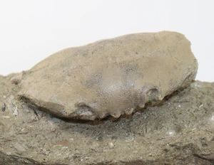 Krabbe, Harpactoxanthopsis kressenbergensis, Tertiär, Eozän, Adelholzen, D -f486 - Picture 1 of 7