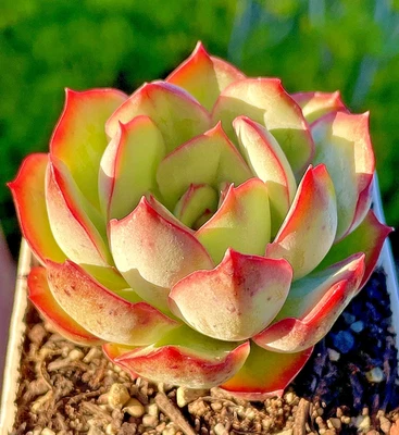 Rare Succulent Echeveria Pulidonis Rooted Live Plant 2.5-Inch Decor Gift - Image 1 of 4