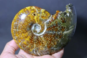 350g Natural Ammonite Fossil Conch Reiki mineral Specimen crystal Heal Decor 162 - Picture 1 of 10