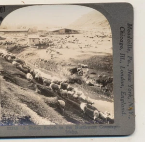 Northwestern Sheep Ranch Idaho ID Keystone Stereoansicht um 1900 - Bild 1 von 3