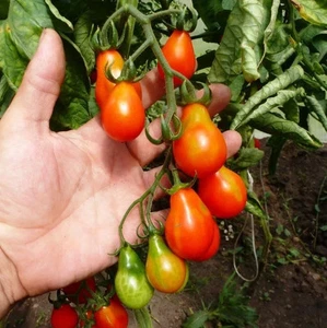 Tomate Racimo Rojo Semillas de Pera Cereza Tomates Rojo Orgánico Ucrania 20 Semillas D - Imagen 1 de 3