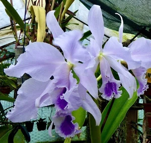 Cattleya labiata coerulea Blue Mountain NEW Orchidee Orchideen Vanda - Bild 1 von 3