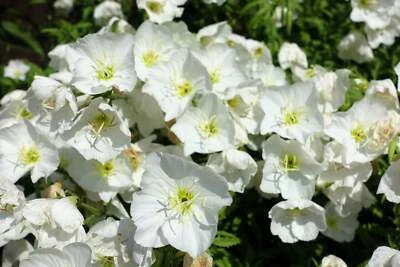 SEEDVILLE USA 250 WHITE Pale EVENING PRIMROSE (White Buttercup / Sundrops) Oenothera Pallida F