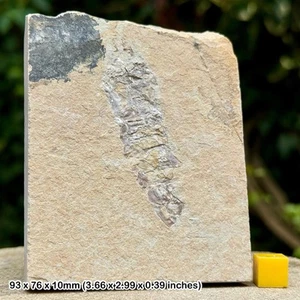 Rare carpopenaeus callirostris fossil shrimp - upper cretaceous, hjoula, - Picture 1 of 1